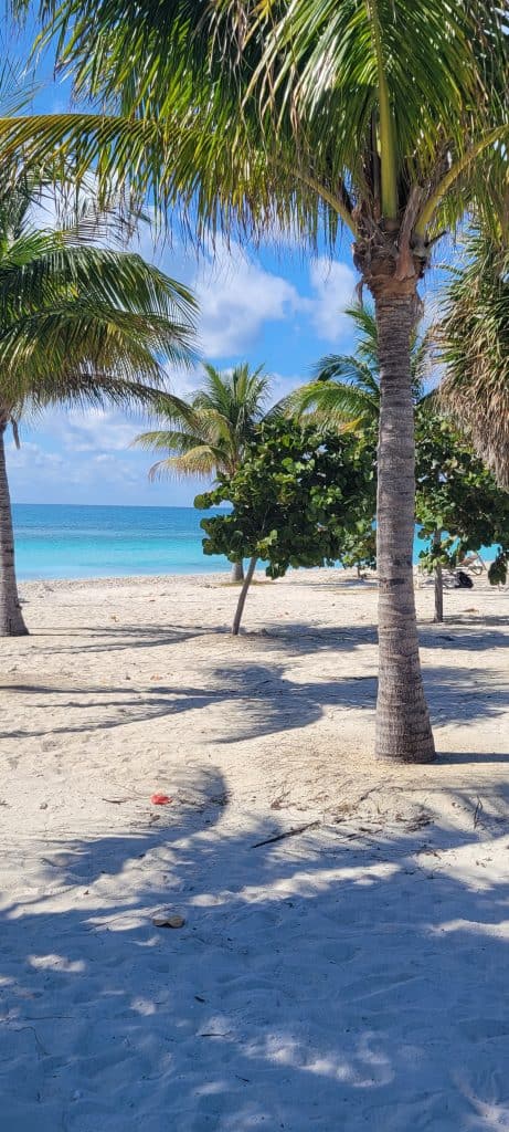 Beach with palm trees