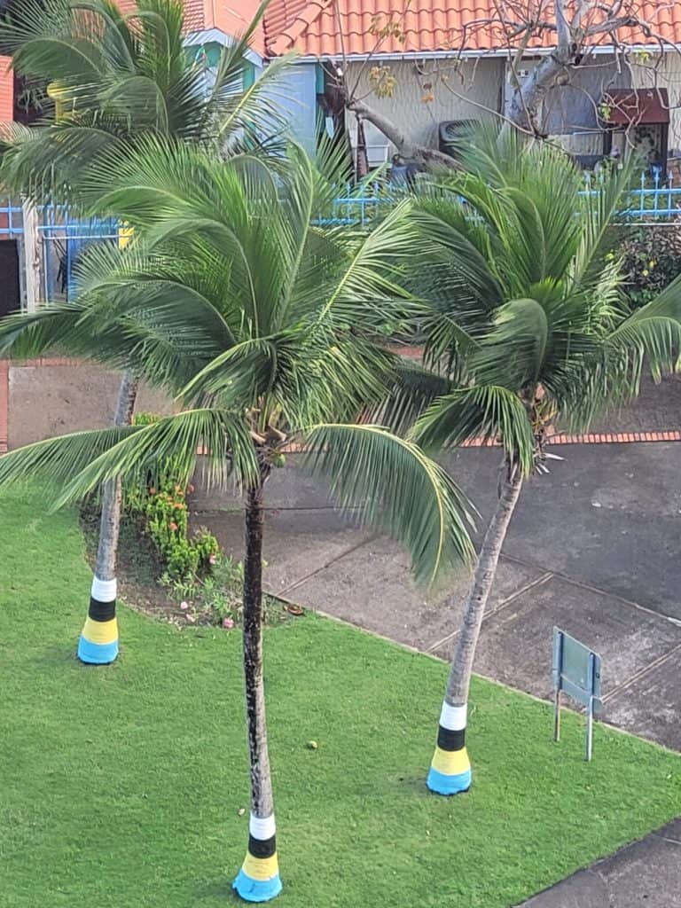 Palm Trees with the colors of ST. Lucia flag around the bottom