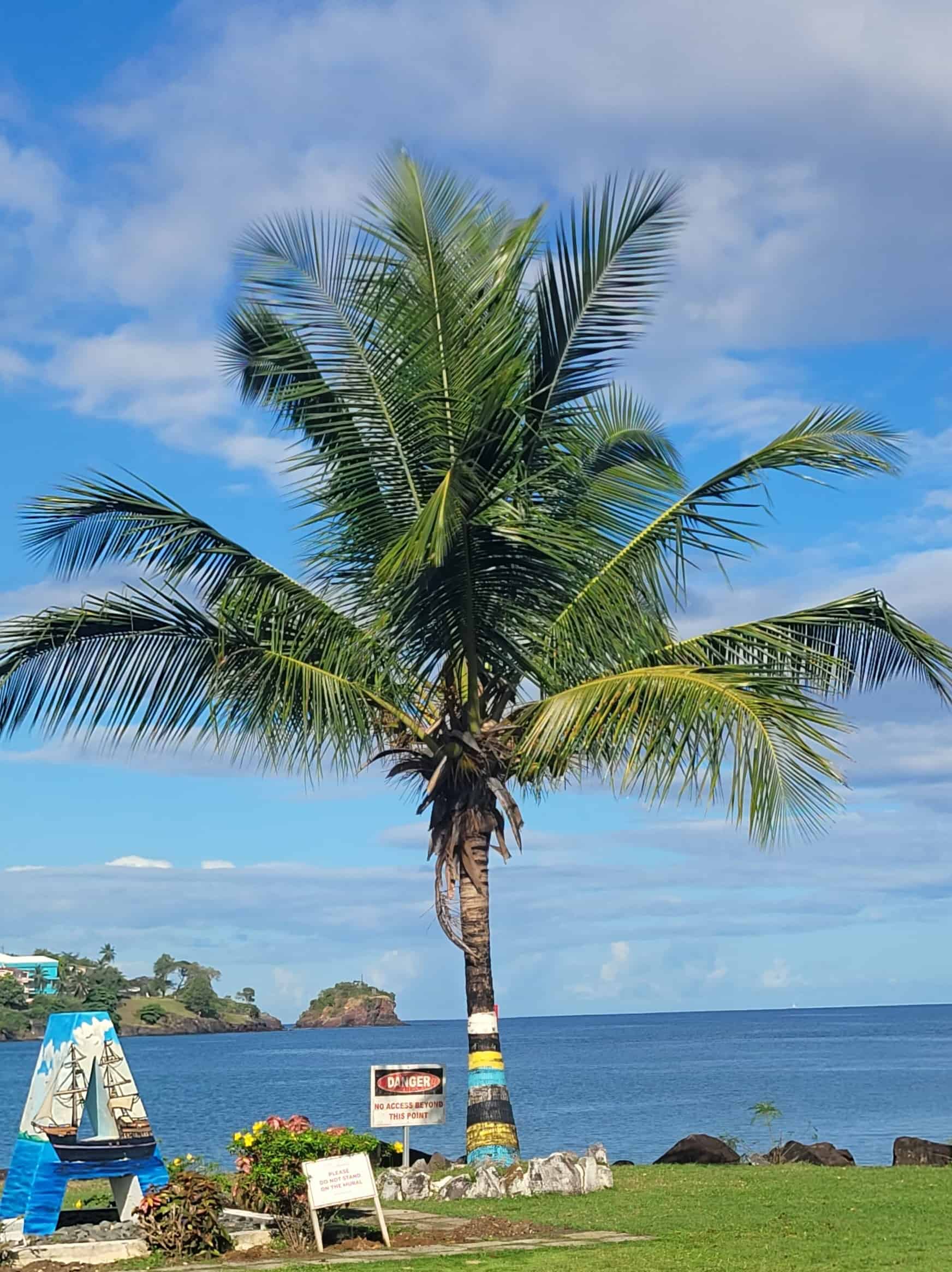 Palm Tree with ST. Lucia flag colors painted on the trunk