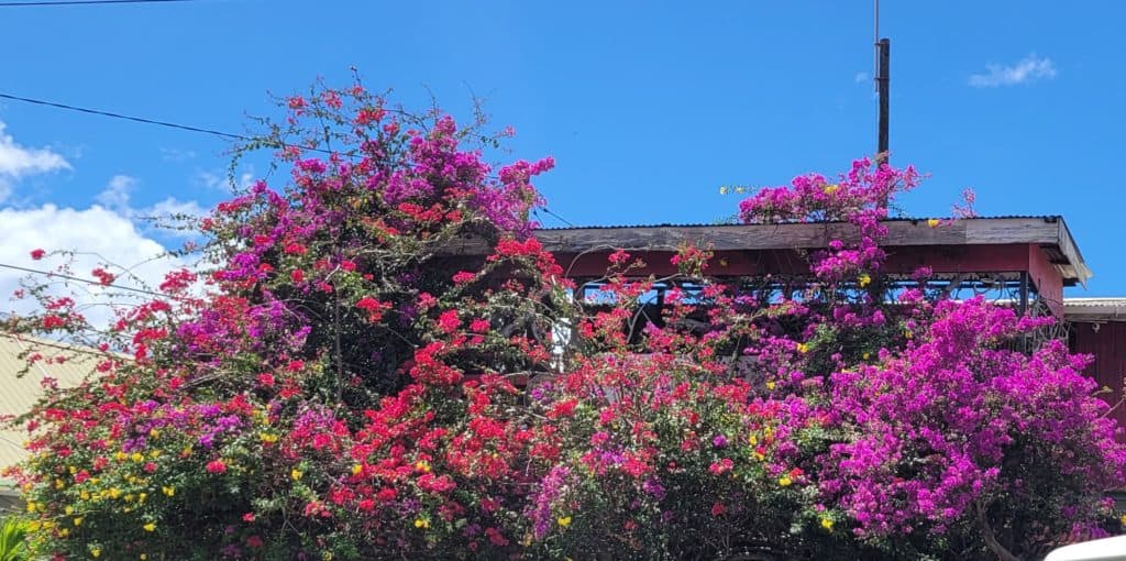 Pink bushy flowers