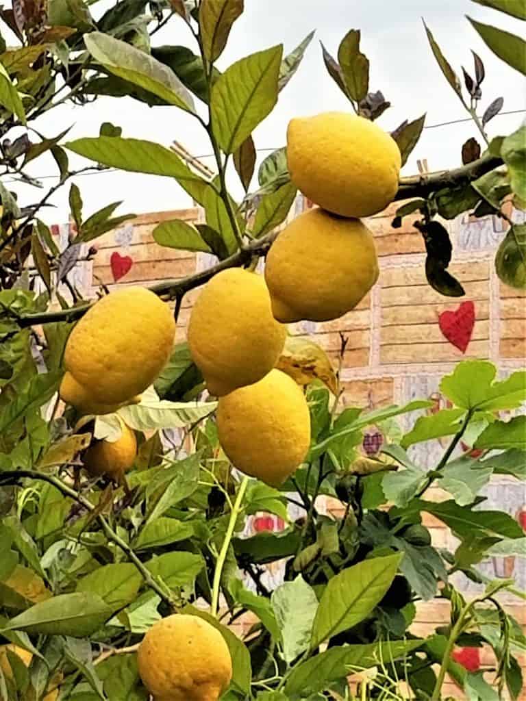 Lemon tree in Italy