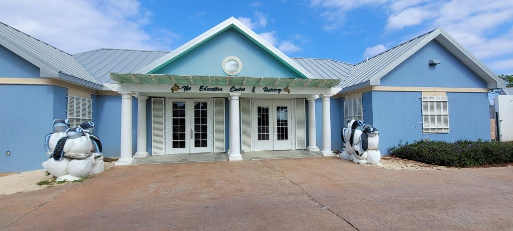 Sea turtle hatchery in grand cayman