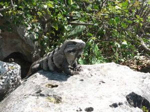 An iguana sitting on a rock with green vegetation behind him