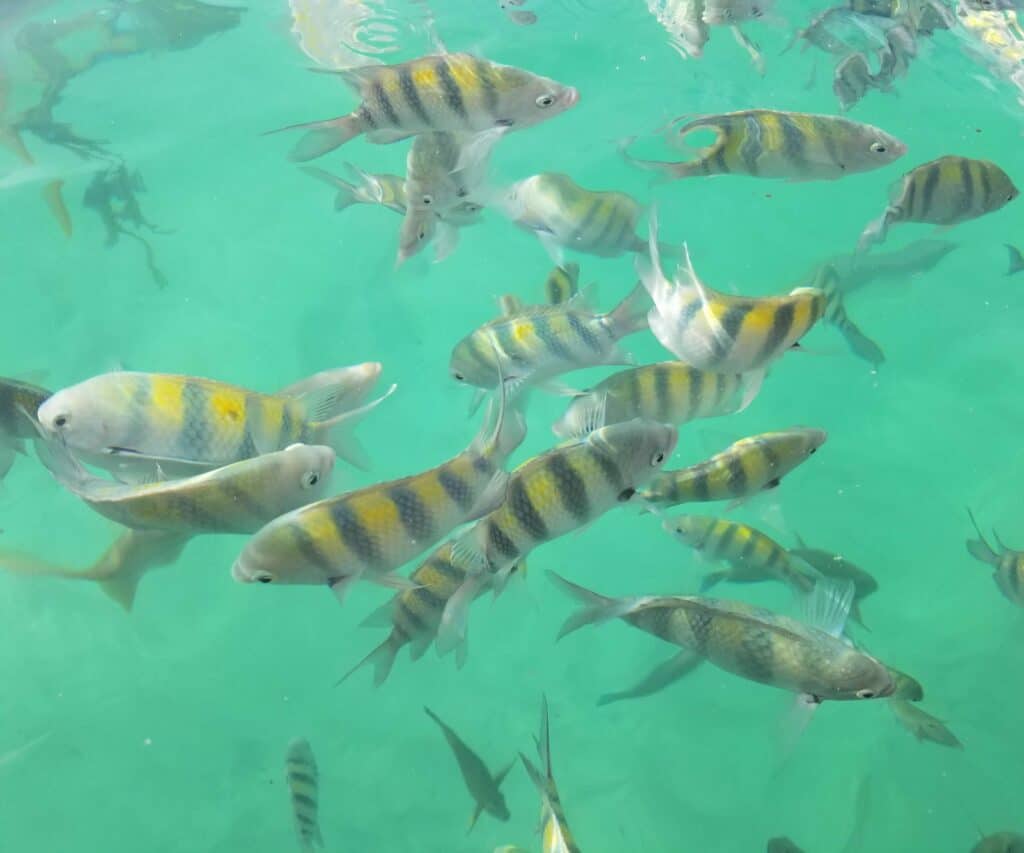 Yellow Fish in the water