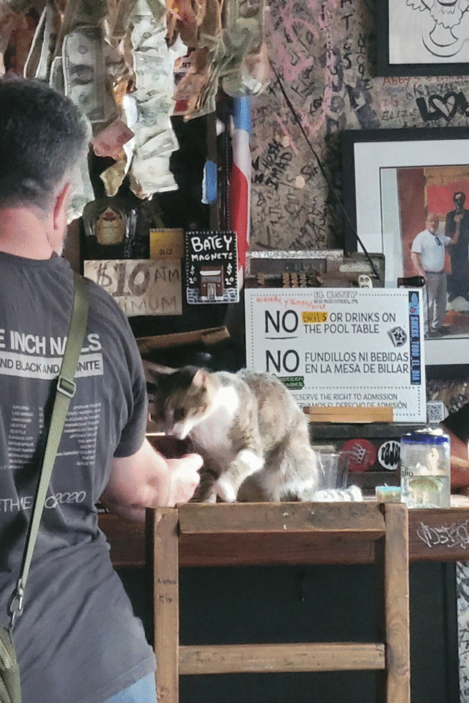 Cat on the bar at El Batey Bar in San Juan