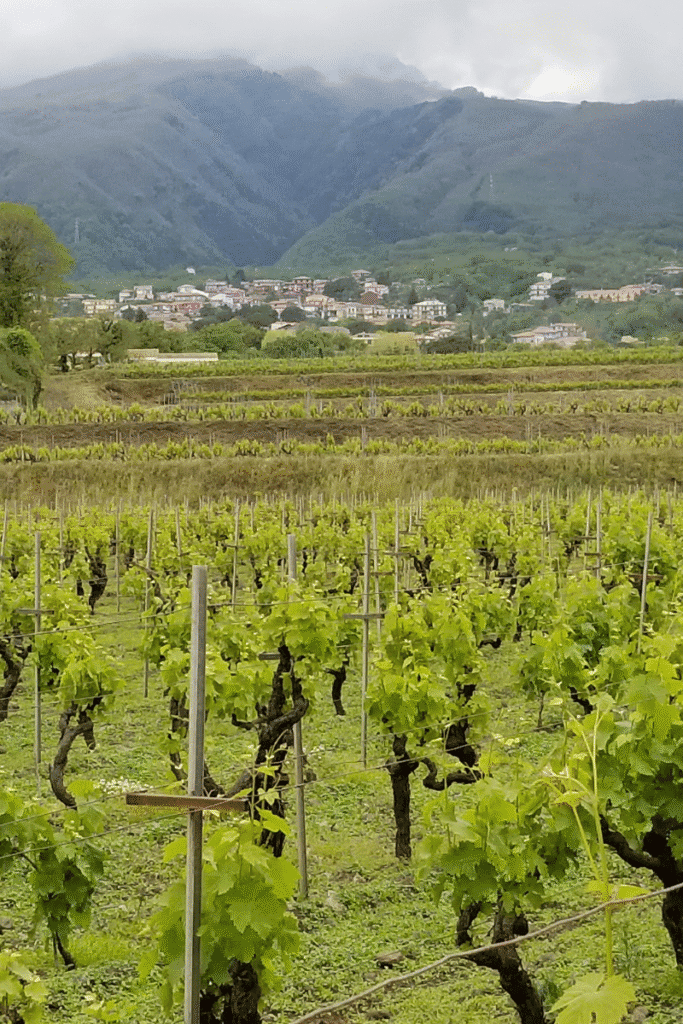 Italian vineyards near Mount Etna in Sicily, a highlight of fall harvest season for European cruises.