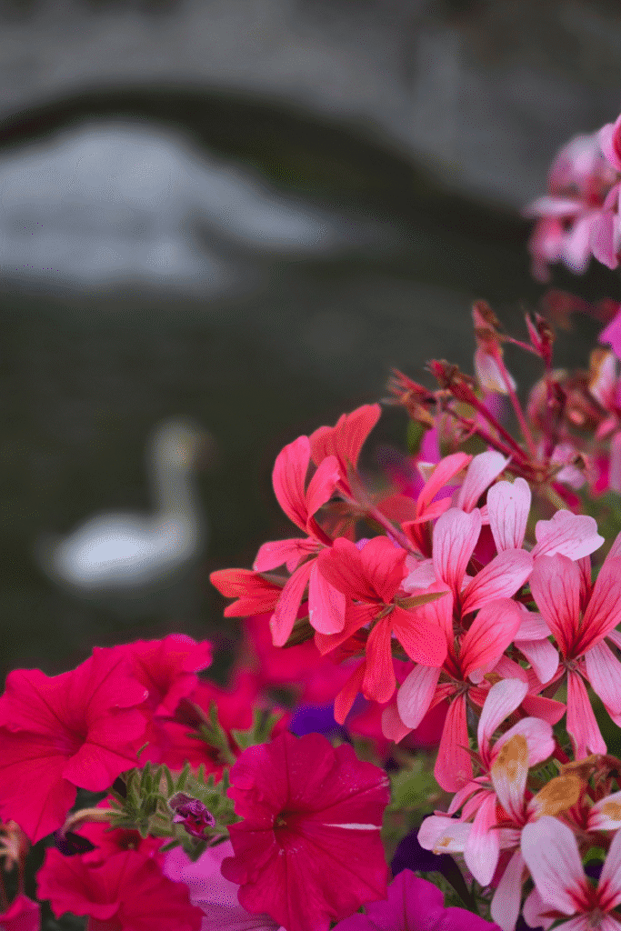 Flowers and swan in Bruges, Belgium, a picturesque European cruise destination that adds charm to any itinerary.