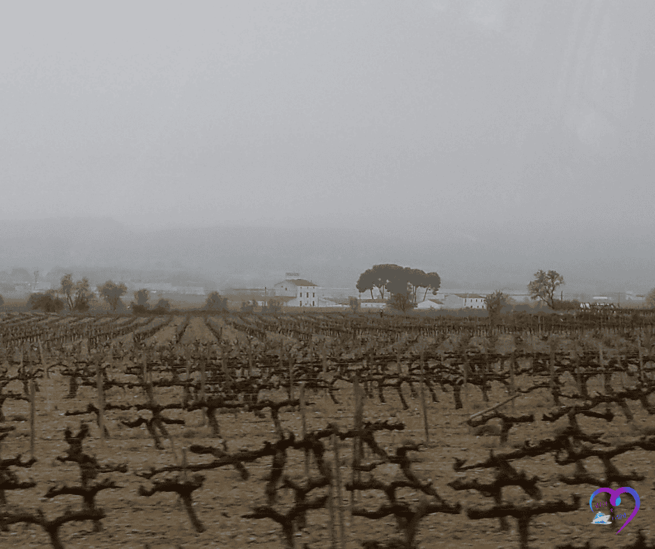 Fog rolling over European vineyards, showing how weather can shift across regions.